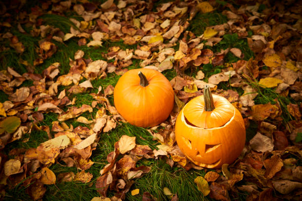 istock Pumpkins for halloween on green grass 653397160
