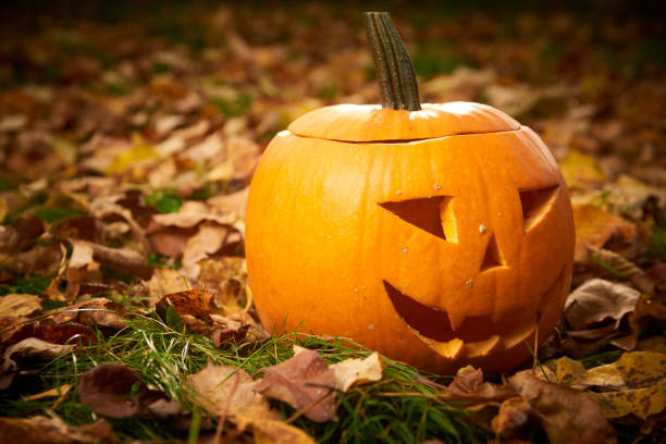 istock Pumpkins for halloween on green grass 653397596