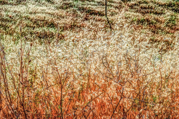 istock Autumn grass and wildflower background 653397856