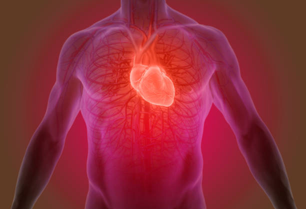 인간의 심장 해부학의 3d 렌더링 - 인간 심장 뉴스 사진 이미지
