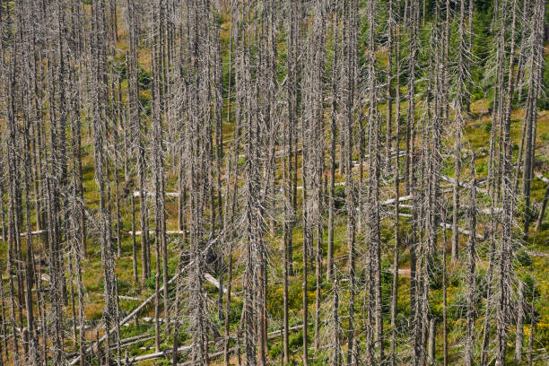 istock Forest dieback by bark beetle infestations and Kyrill storm, Bavarian Forest - Sumava National Park border. 653405218