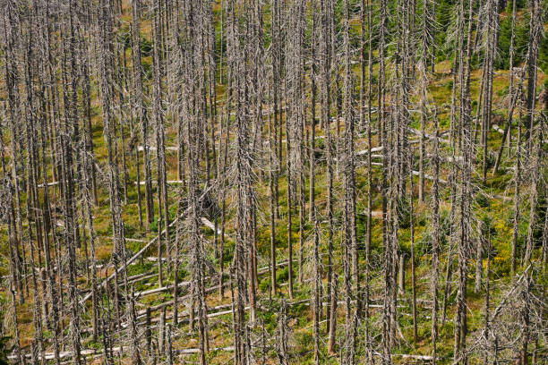 istock Forest dieback by bark beetle infestations and Kyrill storm, Bavarian Forest - Sumava National Park border. 653405724