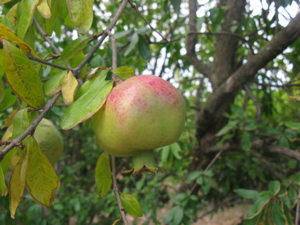 istock Ripening granet (maturing pomegranate) in the garden 653405842