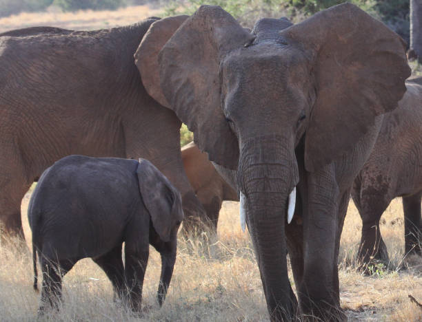istock Family of African elephants 653405910