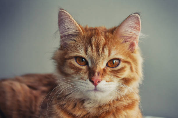 istock Portrait of a young red haired cat closeup 653405926