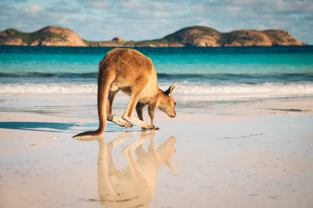 istock Australia beach Kangaroo Lucky Bay 653408552