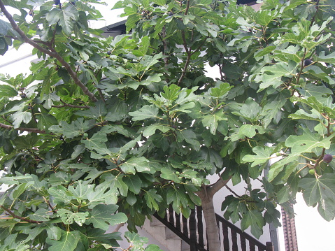 Ripening figs (maturing figs) on the fig tree in Bar-city, Montenegro