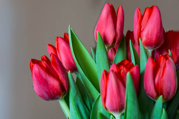 istock Group of red tulips in the park. Spring landscape. 653409210