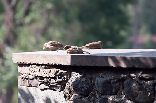 Three birds rest on a ledge in Stepantsminda, Georgia. Taken in September 2016.