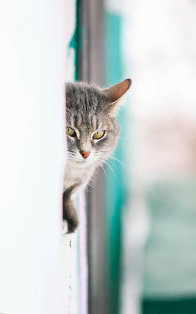 istock beautiful tabby cat afraid of peeking around the corner 653413012