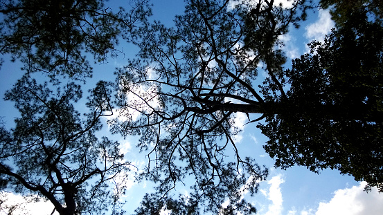 Silhouette tree in blue sky