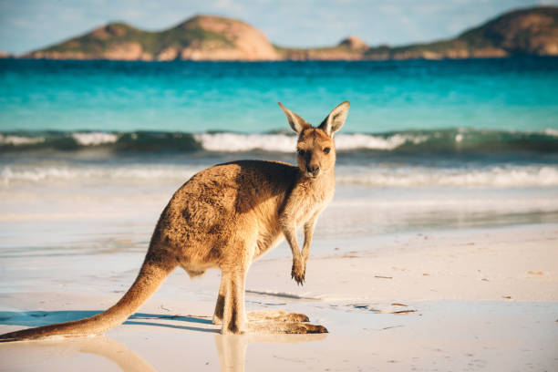 retrato de canguro de playa australiana - kangaroo fotografías e imágenes de stock