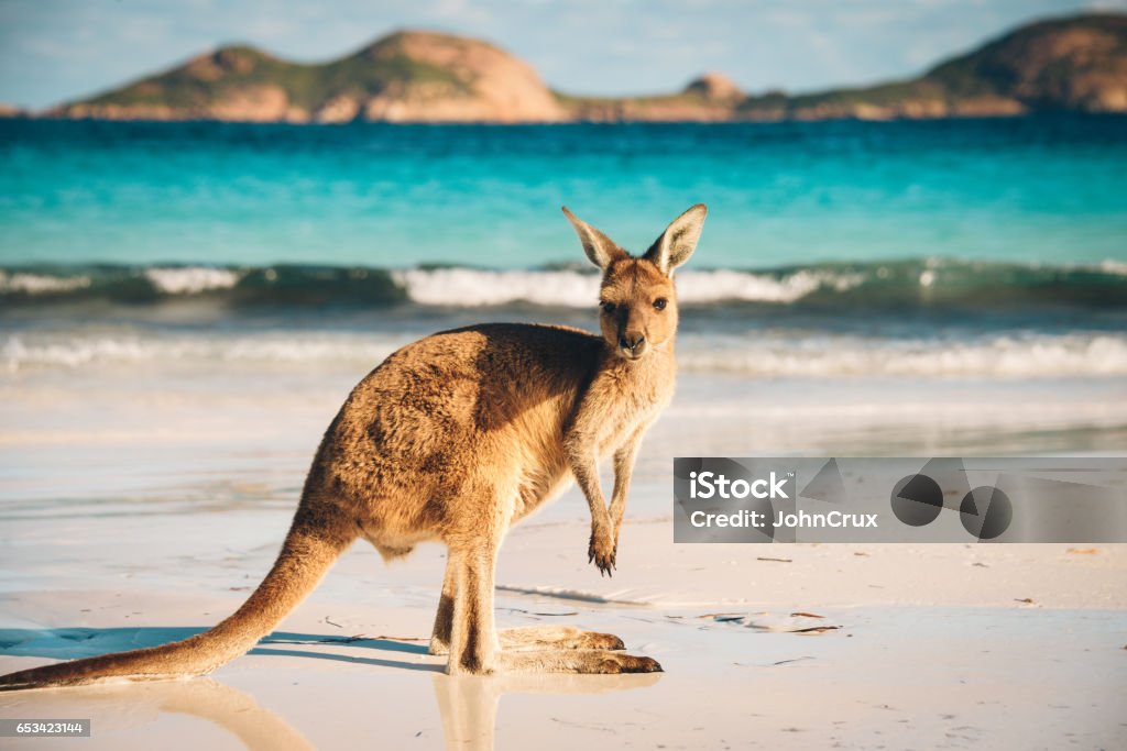 Australian beach Kangaroo portrait Kangaroo at Lucky Bay in the Cape Range National Park near Esperance, Western Australia Australia Stock Photo