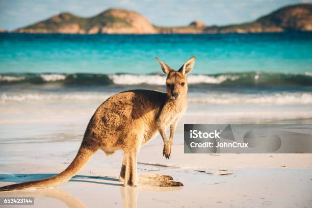 Australian Beach Kangaroo Portrait Stock Photo - Download Image Now - Australia, Kangaroo, Beach