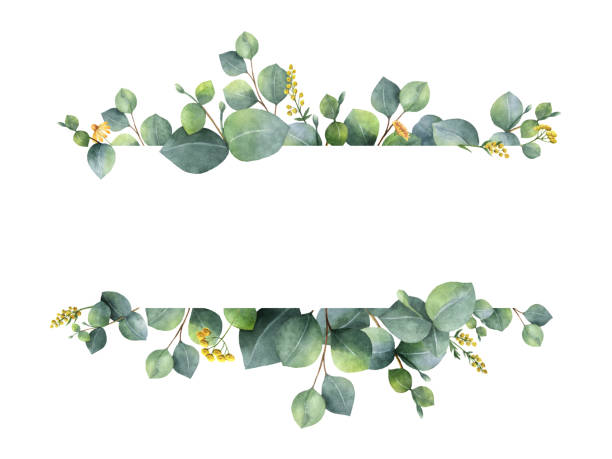 striscione floreale verde acquerello con foglie di eucalipto dollaro d'argento e rami isolati su sfondo bianco. - eucalyptus eucalyptus tree leaf tree foto e immagini stock