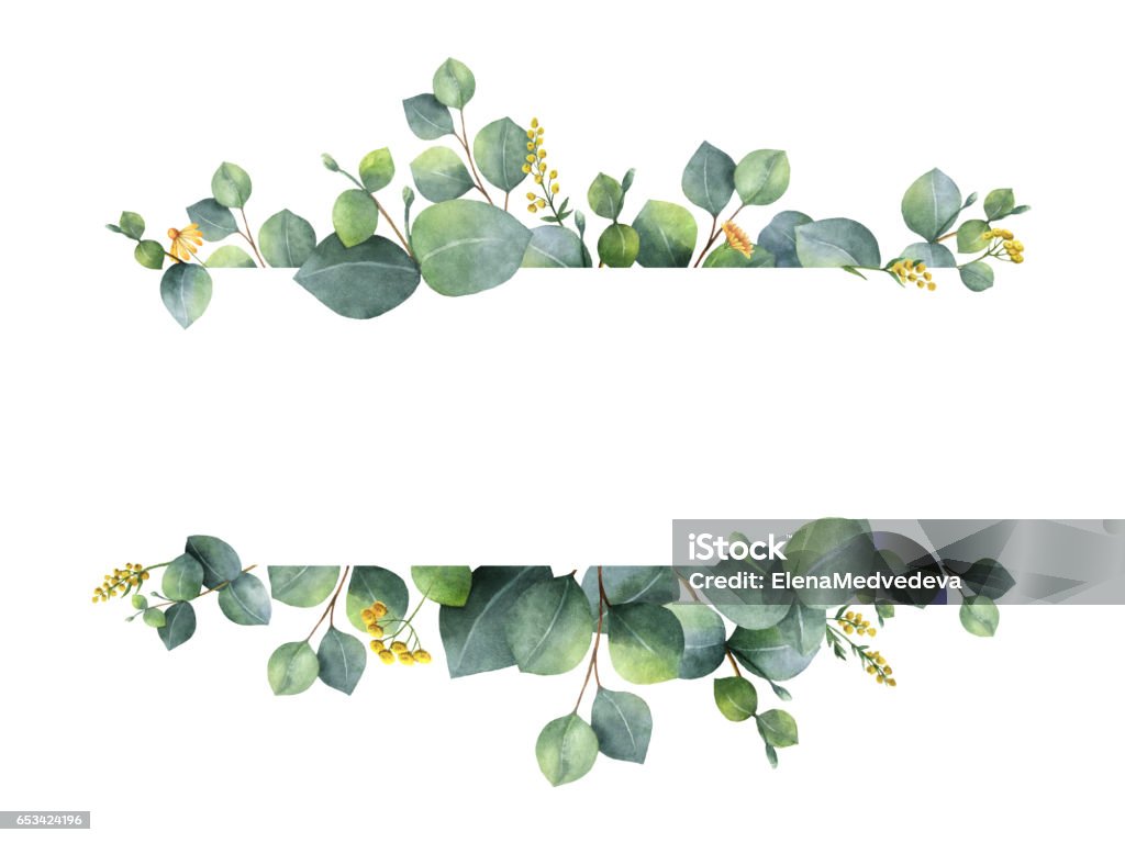 Watercolor green floral banner with silver dollar eucalyptus leaves and branches isolated on white background. Watercolor hand painted green floral banner with silver dollar eucalyptus isolated on white background. Healing Herbs for cards, wedding invitation, posters, save the date or greeting design. Watercolor Painting Stock Photo