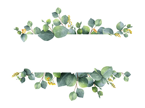 Watercolor Green Floral Banner With Silver Dollar Eucalyptus Leaves And  Branches Isolated On White Background Stock Photo - Download Image Now -  iStock