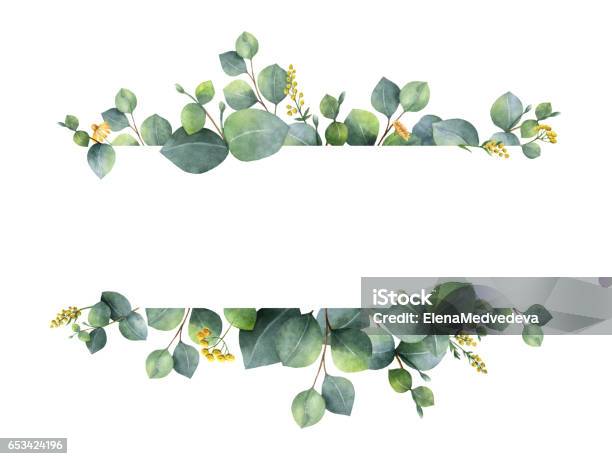 Watercolor Green Floral Banner With Silver Dollar Eucalyptus Leaves And Branches Isolated On White Background Stock Photo - Download Image Now