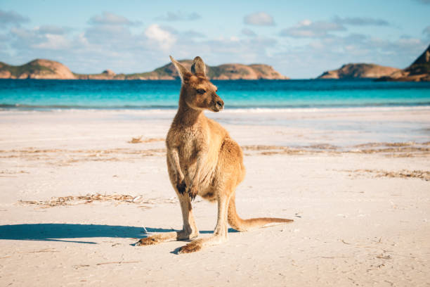 spiaggia di canguro di esperance - kangaroo animal australia outback foto e immagini stock