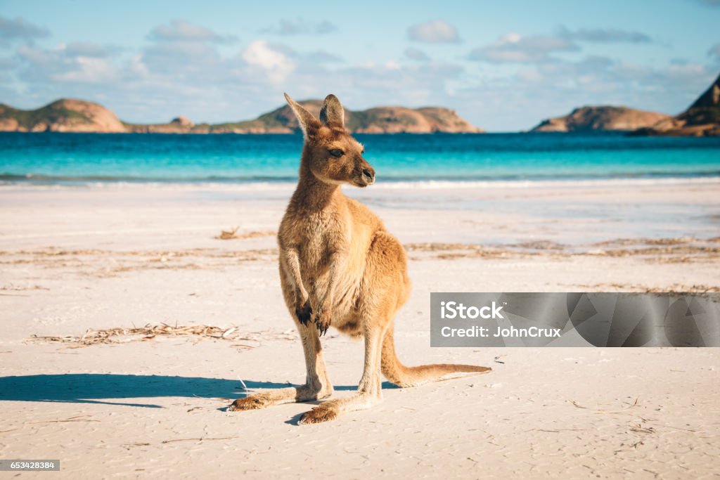 Esperance Kangaroo beach Kangaroo at Lucky Bay in the Cape Range National Park near Esperance, Western Australia Australia Stock Photo