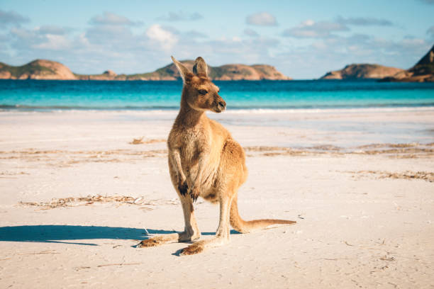 Esperance Kangaroo beach Kangaroo at Lucky Bay in the Cape Range National Park near Esperance, Western Australia western australia stock pictures, royalty-free photos & images