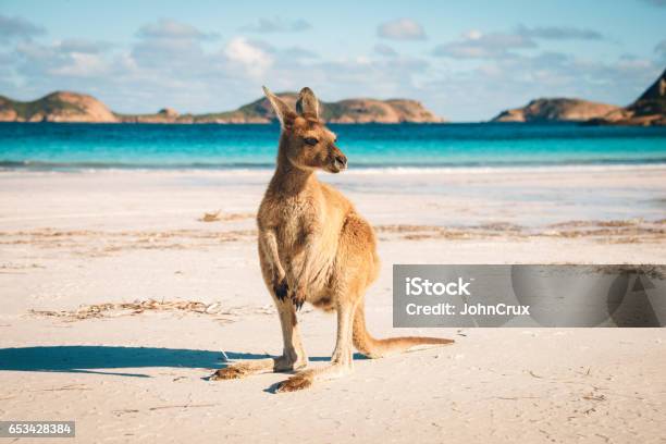 Esperance Kangaroo Beach Stock Photo - Download Image Now - Australia, Kangaroo, Beach