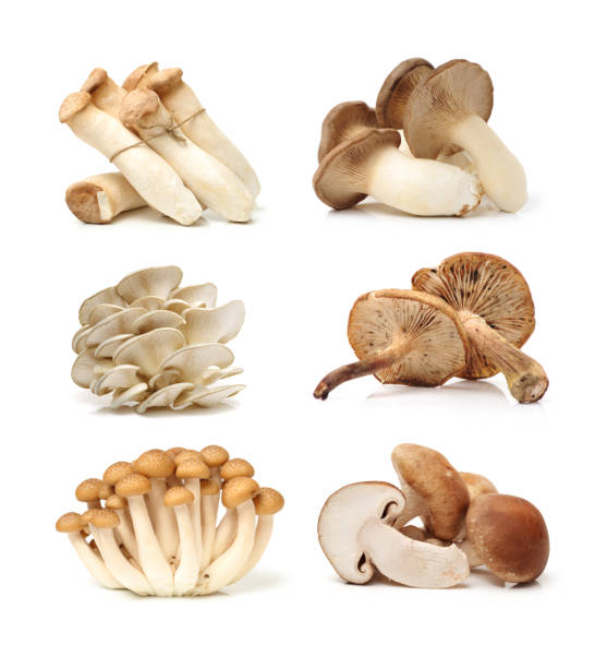 funghi diversi su sfondo bianco - edible mushroom white mushroom isolated white foto e immagini stock