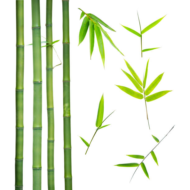 bamboo stalks and leaves on white stock photo
