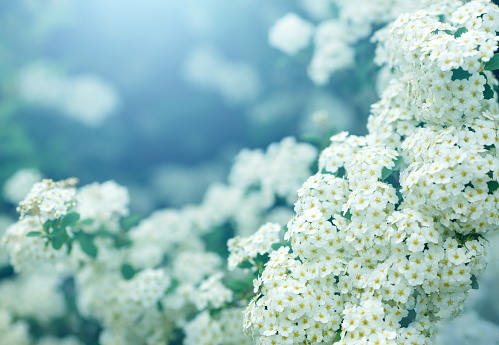 Beautiful spring flowers background.
