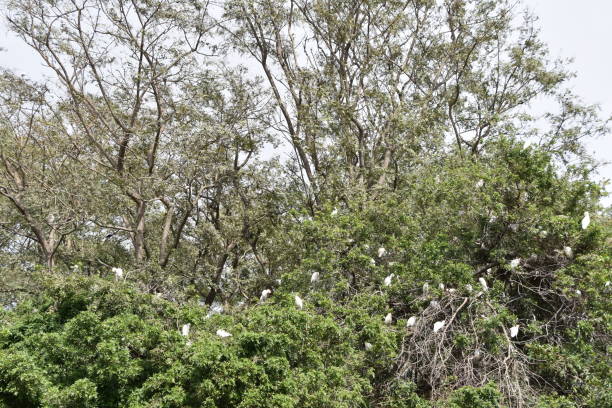 istock flock of white egrets on a  tree 653435412
