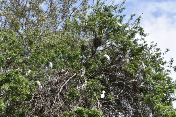 istock flock of white egrets on a  tree 653435420
