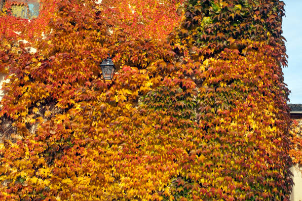 istock Parthenocissus quinquefolia; autumn 653435438
