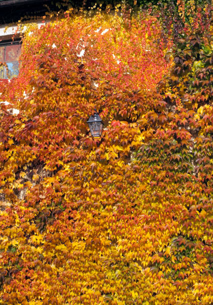 istock Parthenocissus quinquefolia; autumn 653436186