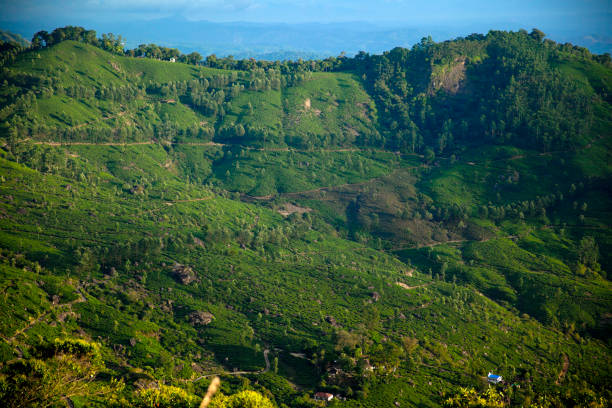 istock Tea Plantations in the Munnar rtegion. India 653439356