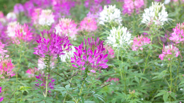 istock Pink And White Spider flower 653439884