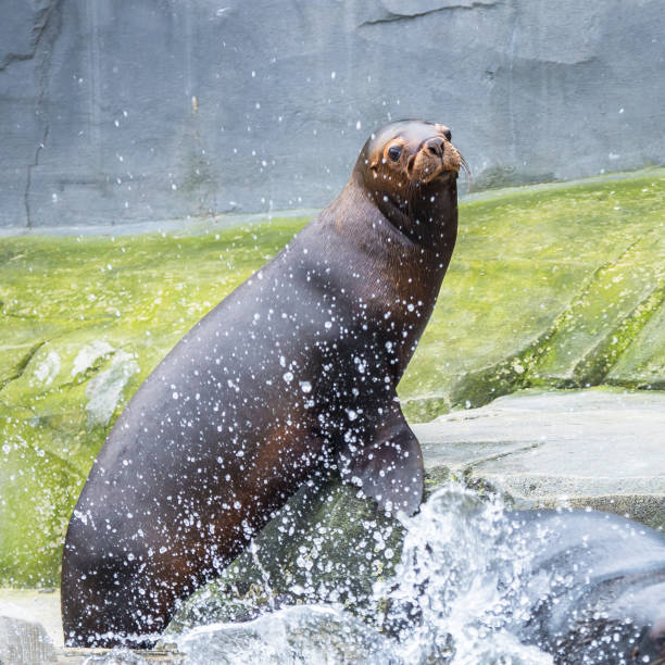 istock California sea lion 653442828