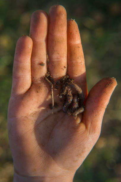 istock Child hand holding eartworm in the garden summertime 653443200