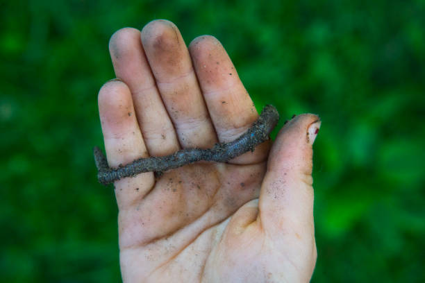 istock Child hand holding eartworm in the garden summertime 653443270