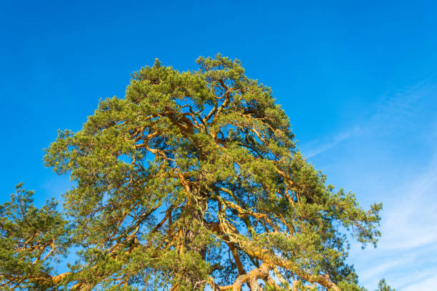istock Mighty branched crown of an ancient 500 year old pines. 653443646
