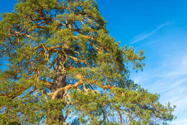 istock Mighty branched crown of an ancient 500 year old pines. 653443674