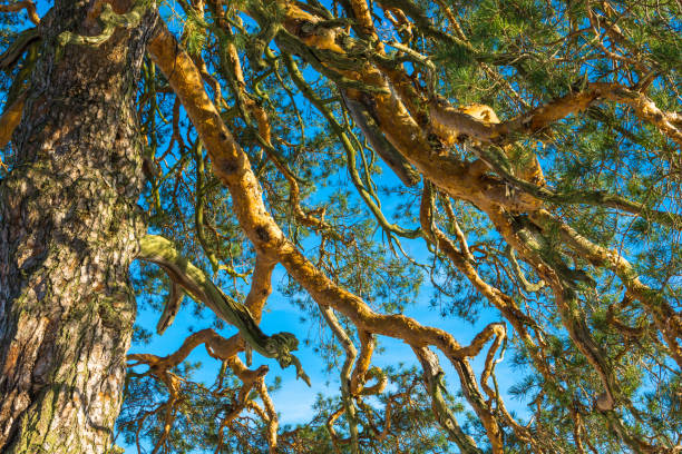 poderosa corona ramificada de un antiguo pino de 500 años de antigüedad. - tree crown fotografías e imágenes de stock