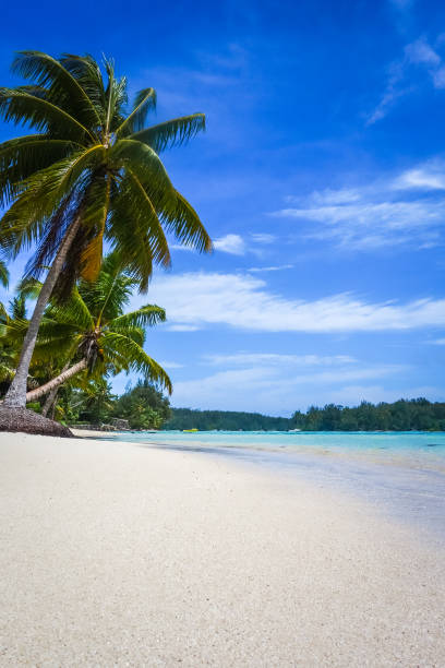 istock Paradise tropical beach and lagoon in Moorea Island 653452950