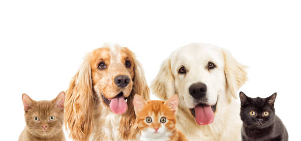 istock portrait dogs and kitten 653453256