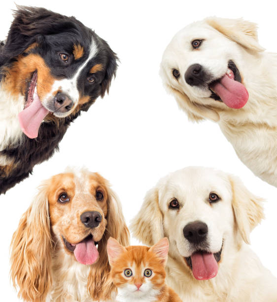 istock portrait dogs and kitten 653453296