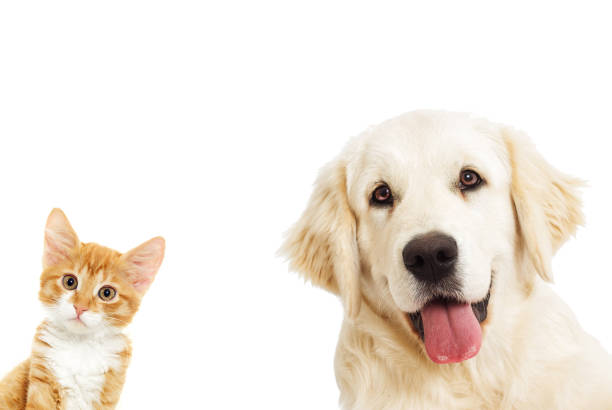 istock portrait Golden retriever And a kitten 653453406