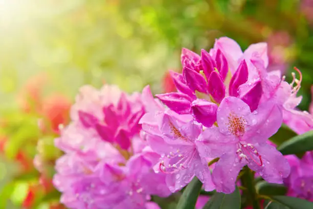 Closeup photo of a beautiful pink Pink Rhododendron.