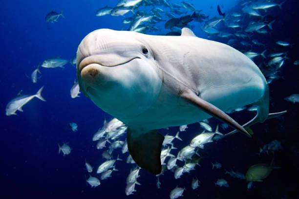 istock dolphin close up portrait 653460750