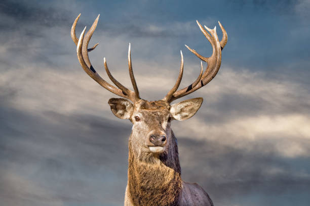 istock male red Deer portrait looking at you 653463446