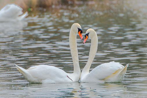 Two swans drawing a heart