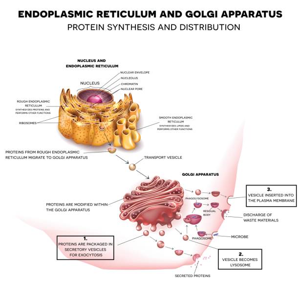Endoplasmic reticulum and Golgi Apparatus Endoplasmic reticulum and Golgi Apparatus. Protein synthesis and distribution detailed drawing phagocytosis diagram stock illustrations